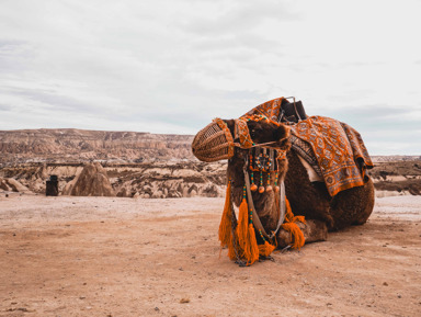 Верблюжье сафари в Каппадокии – групповая экскурсия
