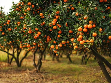 Восточная Апсны: Сухум, термальный источник Кындык и мандариновый сад🍊 – групповая экскурсия