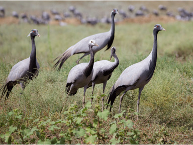 «Птицы озера Маныч-Гудило» — экологическая экскурсия