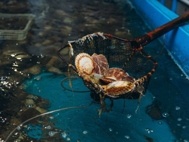Божественные дары моря: экскурсия на мореферму бухты Воевода