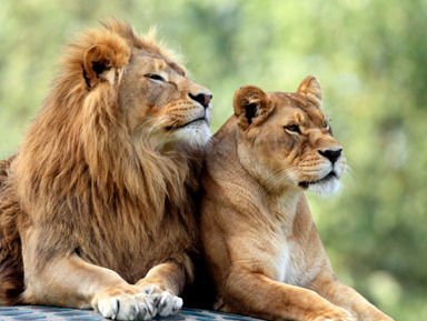 Сафари-парк львов «Тайган» – групповая экскурсия