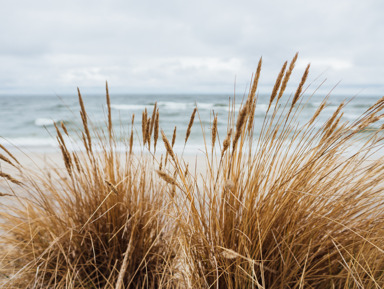 Утренняя Куршская коса и Танцующий лес из Зеленоградска – групповая экскурсия