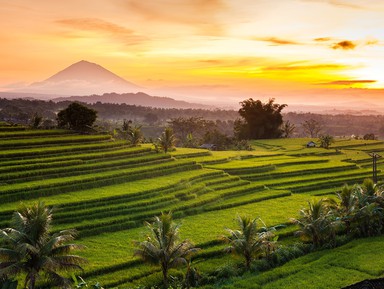 Это Бали! Рисовые террасы, озеро Братан и храм на воде – индивидуальная экскурсия