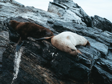 Затерянные острова и лежбище морских львов: фототур на катере – индивидуальная экскурсия