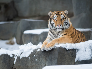 Сафари-парк и Три жемчужины: дикая природа и легендарные бухты Владивостока – групповая экскурсия