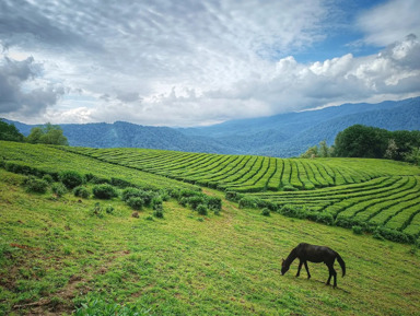 Джип-тур Солохаул: чайные плантации Сочи! – групповая экскурсия