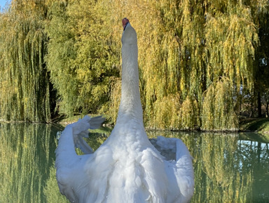 Язык тролля или Скала предков, Верхняя Балкария, Голубые озера, термы – индивидуальная экскурсия