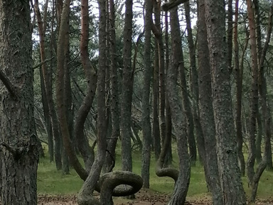 Жемчужины Балтийского побережья: Светлогорск, Куршская коса, Зеленоградск – индивидуальная экскурсия