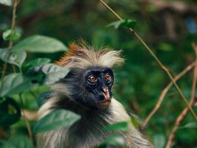 Лес Джозани: царство красных обезьян – индивидуальная экскурсия