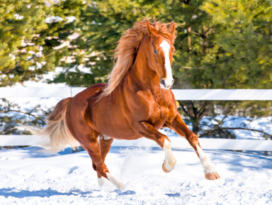 Тур на чайные плантации Мацесты и ферму Экзархо  – индивидуальная экскурсия