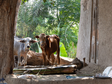 Гиза, Саккара, Дахшур и Мемфис: экскурсия в индивидуальной группе