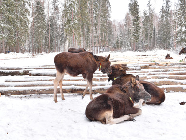 Путешествие на лосеферму из Костромы на автомобиле гида – индивидуальная экскурсия
