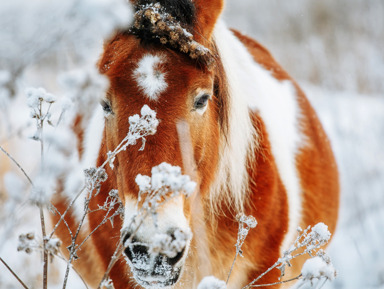 Конная прогулка в Адлере – групповая экскурсия