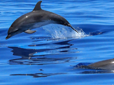 Морские прогулки на парусной яхте, катере (порт Сочи) – групповая экскурсия