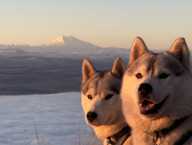 Рассвет на горе Бештау с хаски. Пойдем в горы! – групповая экскурсия
