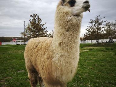 Из Краснодара в Горячий ключ и ферму Альпак – групповая экскурсия