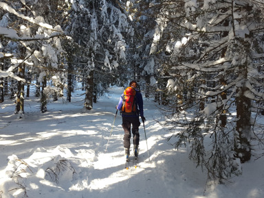 Лыжная прогулка в тени дубрав – индивидуальная экскурсия