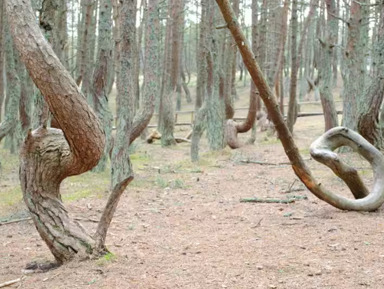 Ранняя Куршская коса с посещением орнитологической станции (мини-группа) – групповая экскурсия