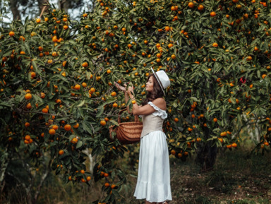 Гранд-тур Абхазия: Гагра, Рица, Афон и Мандариновый сад в мини-группе! – групповая экскурсия