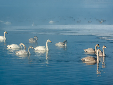 Зимовка лебедей в Сибири – индивидуальная экскурсия
