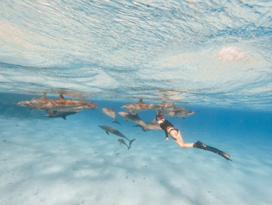Круиз с дельфинами и сноркелинг на рифах Сатайя с обедом – групповая экскурсия