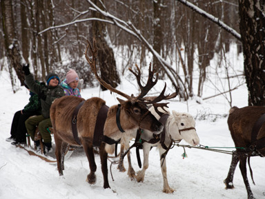 Полярный уголок Подмосковья – групповая экскурсия