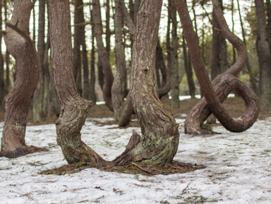 Чарующая Куршская коса: экскурсия на машине из Зеленоградска