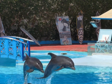 ШОУ ДЕЛЬФИНОВ и плавание с дельфинами – групповая экскурсия