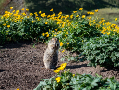По дороге с облаками: Северное Приэльбрусье — Малый Бермамыт — Хасаут — Джилы-Су – индивидуальная экскурсия