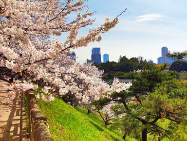 Цветы сакуры в большом Токио – индивидуальная экскурсия