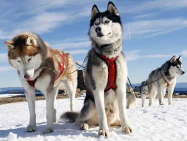 Новогодние хиты Карелии из Петербурга (банкет уже включён) – групповая экскурсия