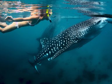 Снорклинг с китовыми акулами – групповая экскурсия
