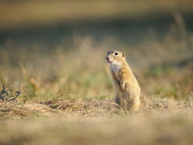 Джилы–Су — красота Приэльбрусья: Шаджатмаз, водопады, ущелье Харбас – групповая экскурсия