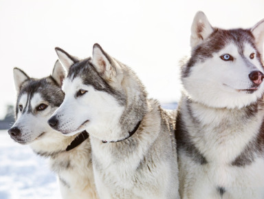 Новый год по-карельски: игры с Дедом Морозом, питомник хаски и Рускеала – групповая экскурсия