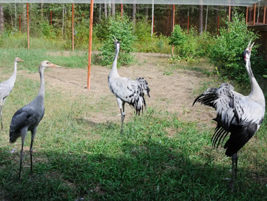 Автомобильная экскурсия в Окский заповедник «К журавлям и зубрам»