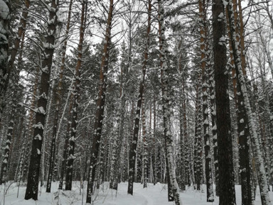 Новосибирский Академгородок: прогулка по городу-лесу – индивидуальная экскурсия