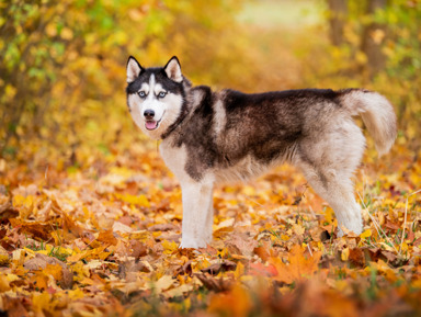 Карелия за 1 день: Рускеала, хаски, водопады – групповая экскурсия