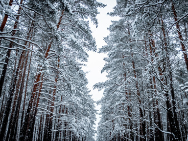Зимнее волшебство соснового леса: Академгородок и ГЭС – групповая экскурсия