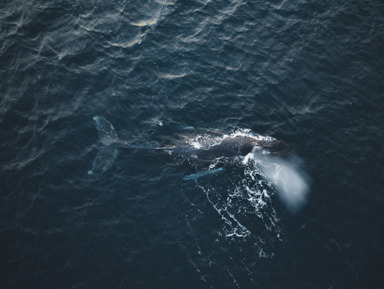 Морская прогулка за китами – групповая экскурсия