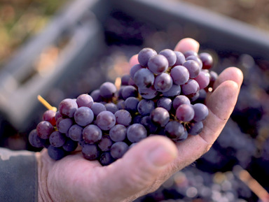 Из Тулы: на первую северную виноградную усадьбу – групповая экскурсия