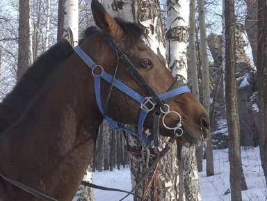 Конный поход на скалы 7 братьев – индивидуальная экскурсия