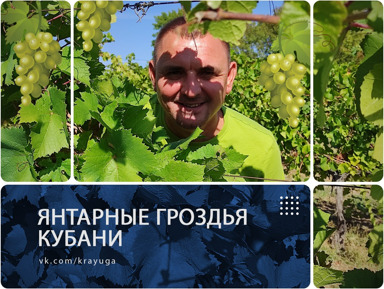 Янтарные гроздья Кубани - по винодельням Краснодарского края – индивидуальная экскурсия