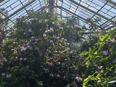 Экскурсия в Ботанический сад