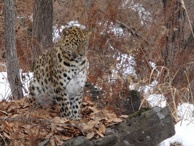 Три в одном: тур в сафари-парк и бухты Шамора и Стеклянная – групповая экскурсия