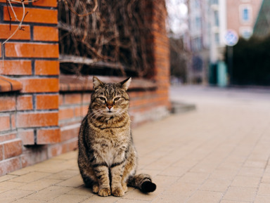 Солнечный Зеленоградск (Кранц) – групповая экскурсия