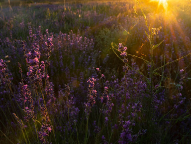 Индивидуальный ночной фототур на цветение лаванды – индивидуальная экскурсия