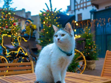 Пять городов Калининградской области за один день – индивидуальная экскурсия