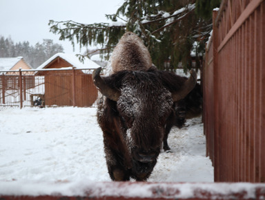 Экотур к зубрам и конная экскурсия