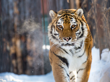 От царя тайги до хрустального берега: сафари, мыс Шмидта и Стеклянная бухта – индивидуальная экскурсия