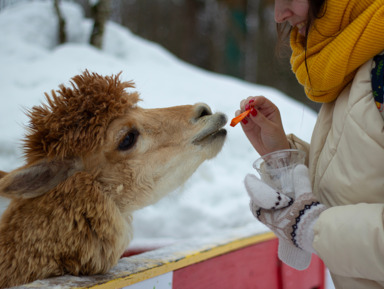 Экскурсия на ферму альпак и Кравцовские водопады
